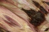 Polished Triassic Petrified Wood Heart - Madagascar #355627-1